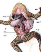 蟾蜍胆解剖图