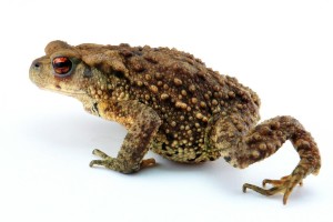 蟾蜍