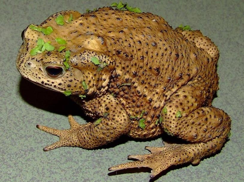 蟾蜍