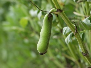 蚕豆