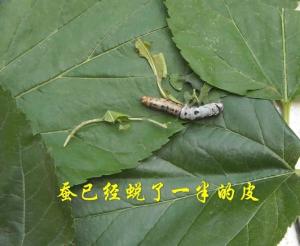 蚕蜕图册
