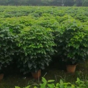 菜豆树