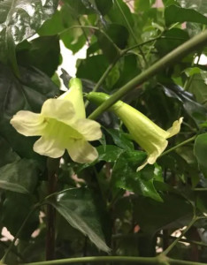 菜豆树