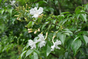 菜豆树