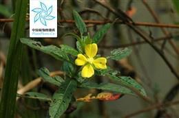 草龙