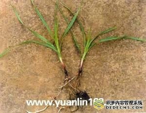 草香附图册