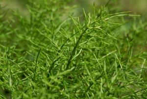 草问荆