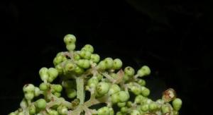草绣球