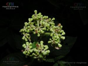 草绣球