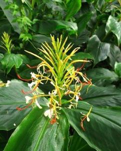草果药