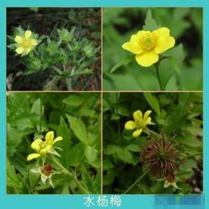 草本水杨梅