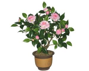 山茶花
