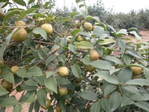 油茶