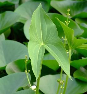 茨菇每年处暑种植