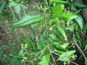 茨菇草