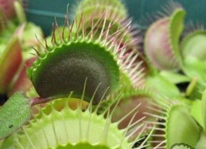 捕蝇草