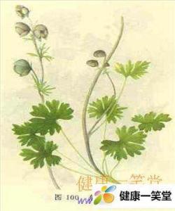 船型乌头