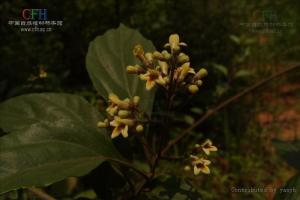 药材原形态——臭黄荆