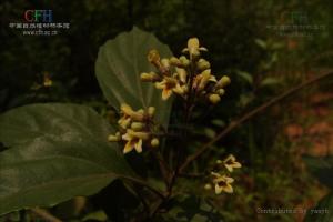 药材原形态——臭黄荆