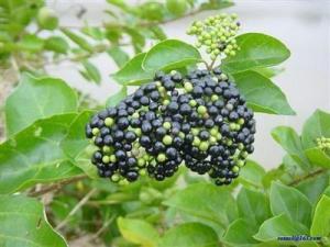 臭黄荆叶