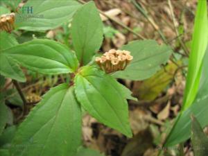 翅茎蜂斗草