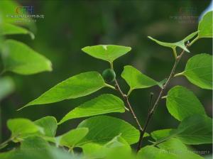 糙叶树皮图册