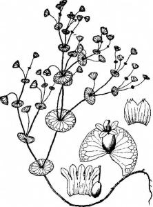 穿心草