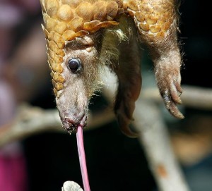 进食