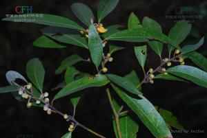 山鸡椒