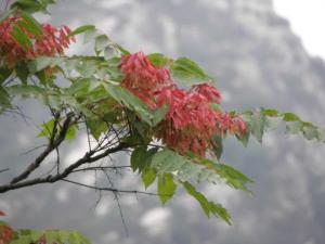 椿树花