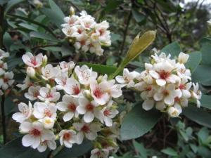春花木石斑木、雷公树