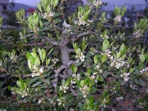 春花木石斑木、雷公树