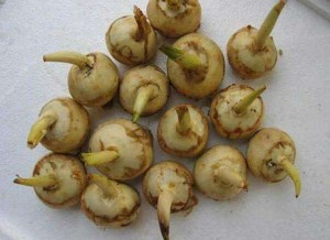 慈菇
