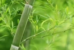 慈竹