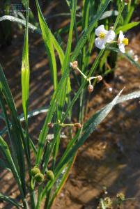 trifolia(中文名:野慈姑)
