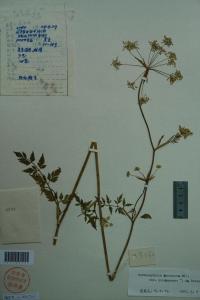 川白苞芹图册