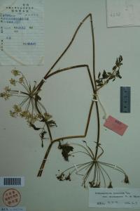 川白苞芹图册