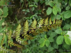 川层草