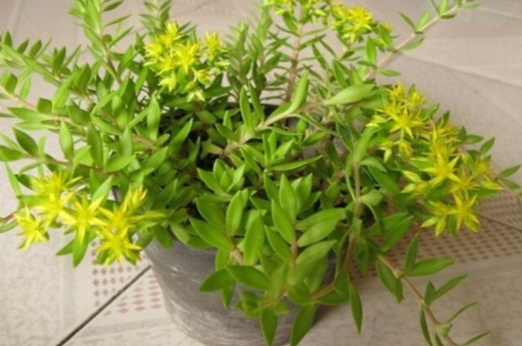 垂盆草