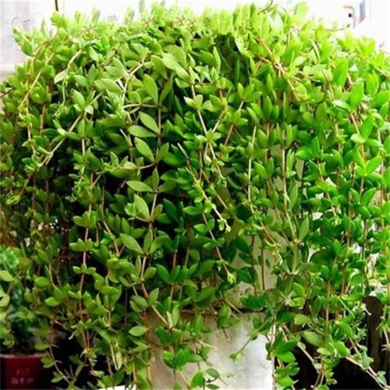 垂盆草