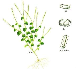吹云草