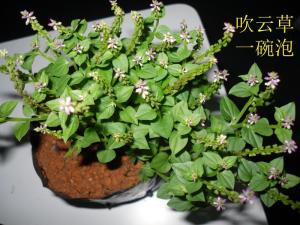 吹云草