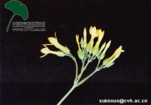 匙叶伽蓝菜