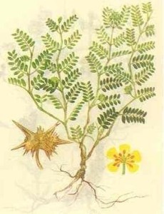 刺蒺藜的根茎及果实