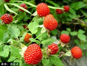刺菠