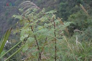 刺花椒图册