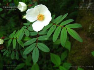 药材原形态——峨眉蔷薇
