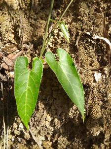 刺瓜茎叶特征图册