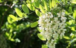 刺槐花