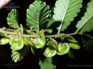 刺榆皮图册